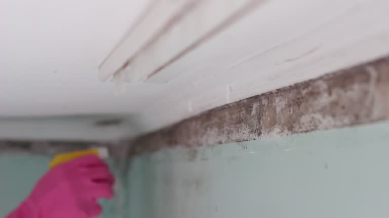 Trusted Mattawan, MI Mold Removal Experts
